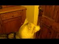 Husky Learns How to Pick Lock