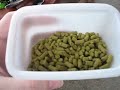 Brewing Dogfish Head 60 Minute IPA (Part 1)