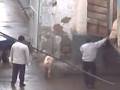 videos de CHANCHITOS TIRADOS DE UN CAMION en Cajamarca Giancarlo