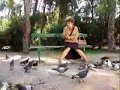 Como eliminar de vez a praga dos pombos!