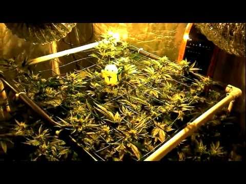 advanced nutrients marijuana