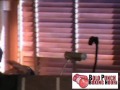 Manny Pacquiao vs David Diaz Press Conference