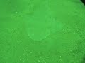 Angel Shark Video