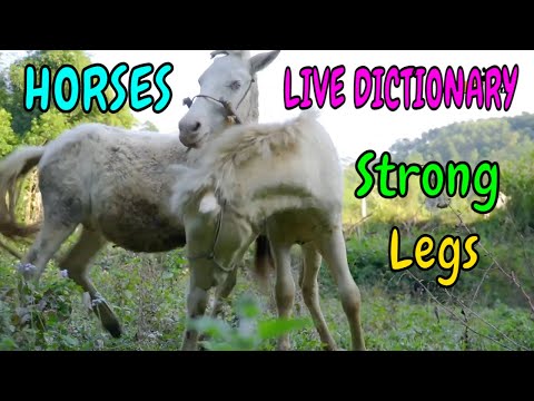 Con Ngựa - Live Dictionary