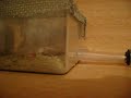 Camponotus queen eats butterfly Camponotus queen eats butterfly