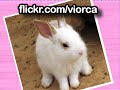 the-cutest-puppy-in-the-world-in-pictures.html