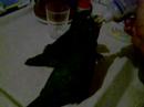 Maritacas jhow e xikinhu mamando Maritacas jhow e xikinhu mamando