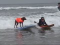 Surf dog & adaptive quadriplegic surfer do tandem & party waves