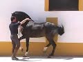 Andalusian PRE - HORSESPRE.COM - SOLD to the USA. Andalusian PRE - HORSESPRE.COM - SOLD to the USA.