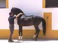 Andalusian PRE - HORSESPRE.COM - SOLD to the USA.