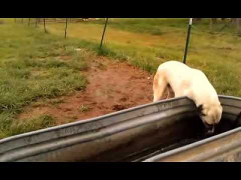 Anatolian - Gunther is a 3 yr old intact male Anatolian Shepherd Dog being raised with our Saanen bucks. Dalia, 4, just loves playing with him when we go to feed the ani...