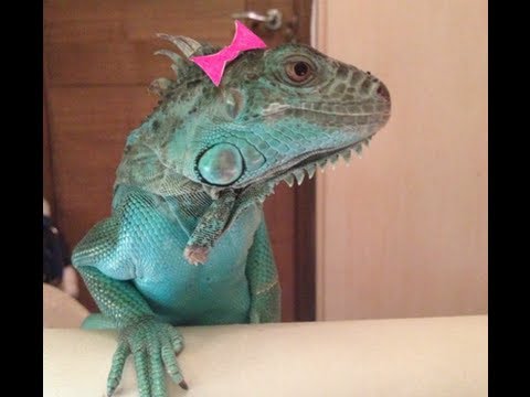how to take care of an iguana pet