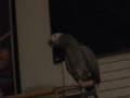 videos de wolfpack bird ozzy intro