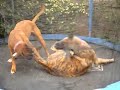 Boxer and husky cross boxer at play Boxer and husky cross boxer at play