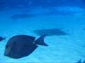 Georgia Aquarium