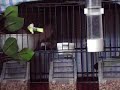 carduelis cannabina x serinus canaria 1 carduelis cannabina x serinus canaria 1