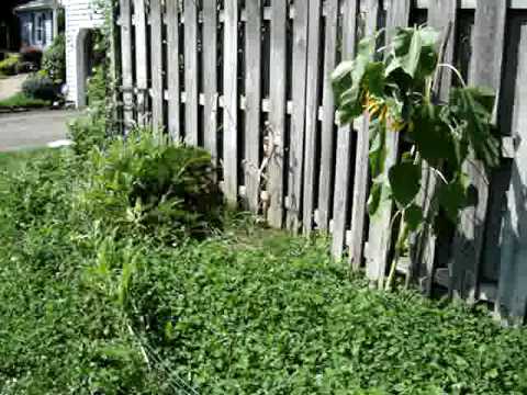 how to fertilize celery