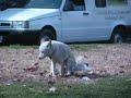Pooping Dog in Argentina Pooping Dog in Argentina
