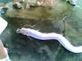 ikan / fish pelik tsunami