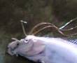 ikan / fish pelik tsunami