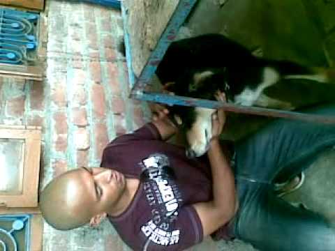 gaddi kutta