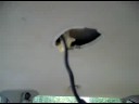 btls kocked off my dome lights