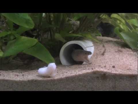 how to care for a freshwater eel