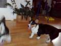 videos de Toya og luna