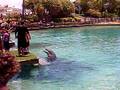 Dolphins Performing- SeaWorld Australia