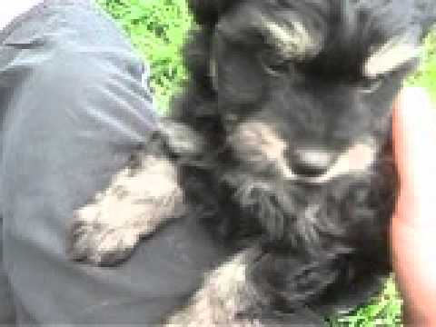 black phantom male pomapoo
