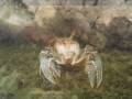 Crawdad
