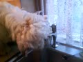 Shih tzu Drinking