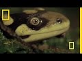 Animal Attack! Deadly Tiger Salamander on the Hunt