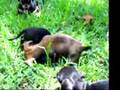 Salchicha video