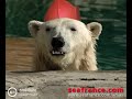 SeaFrance Christmas Animals