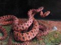 RED PYGMY RATTLESNAKE COMBAT & BREEDING