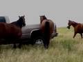 2006 Filly for sale