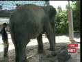 New baby elephant born in Phuket