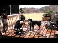 Rottweiler Franco