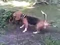 Tyson morog Tyson morog