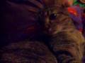 THE-MEANEST-KITTEN-I