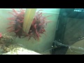 Click here to watch this video チャク