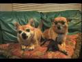 videos de The Nieto's lovable pets ( The Promise )