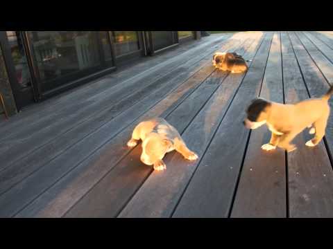 Here is a quick clip of Male number one