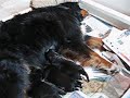 irma bernese mountain dog - puppies 3 days old