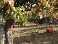 Vigna Vecchia Aglianico D\