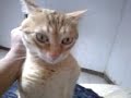 Vídeo0004.3gp le gusta que le soben