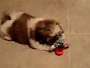 Sophie the Shih Tzu