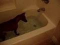 Basenji