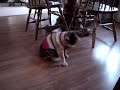 Choco vs. the Sweater